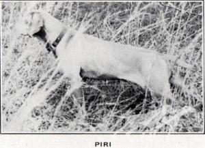 Piri