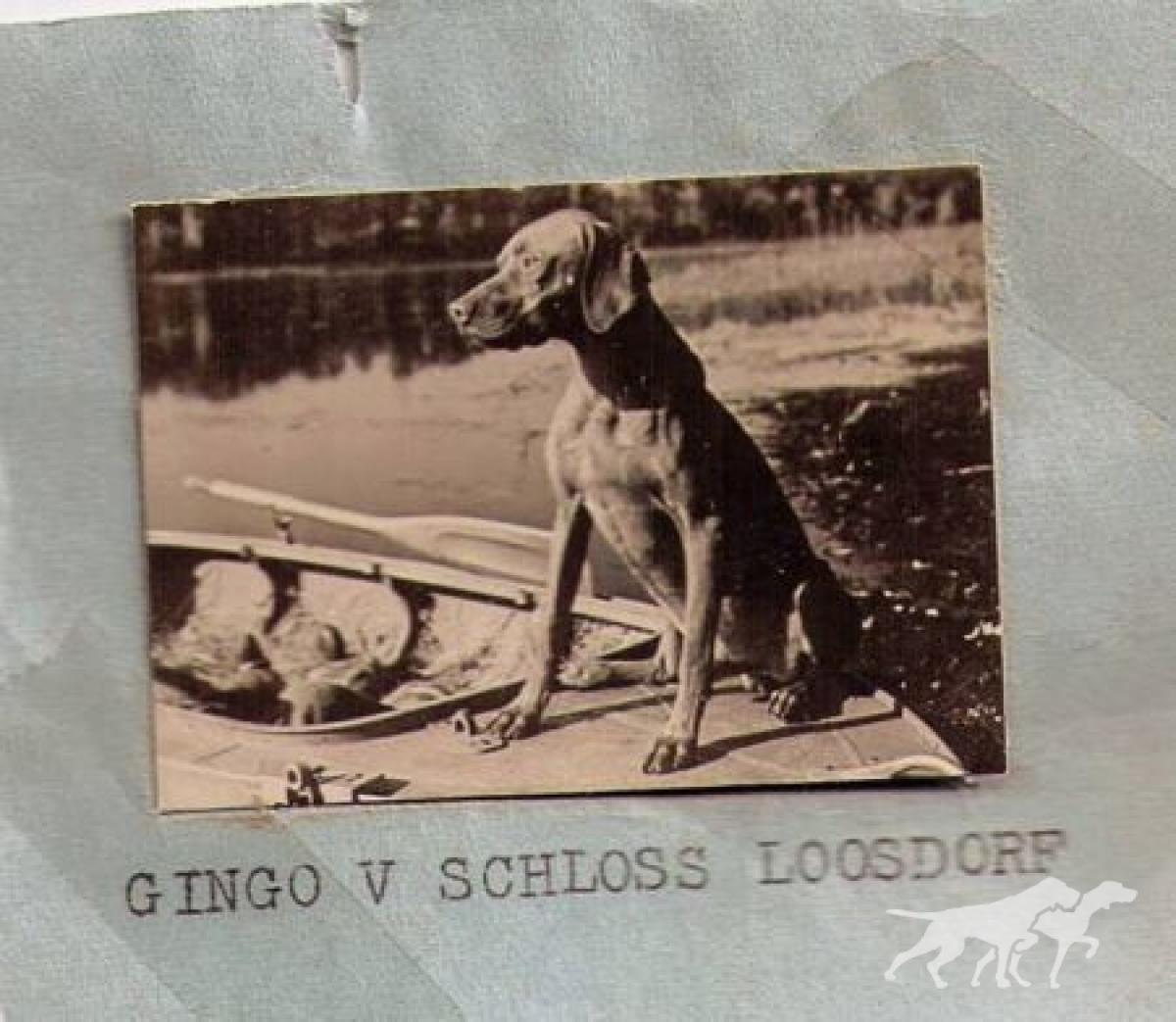 Gingo v Schloss Loosdorf