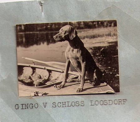 Gingo v Schloss Loosdorf