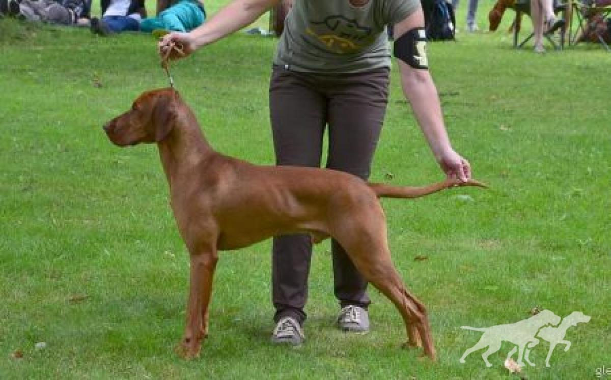 Elvis Bohemia Setter
