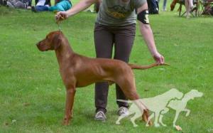 Elvis Bohemia Setter