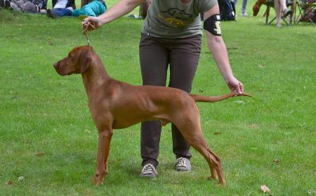 Elvis Bohemia Setter