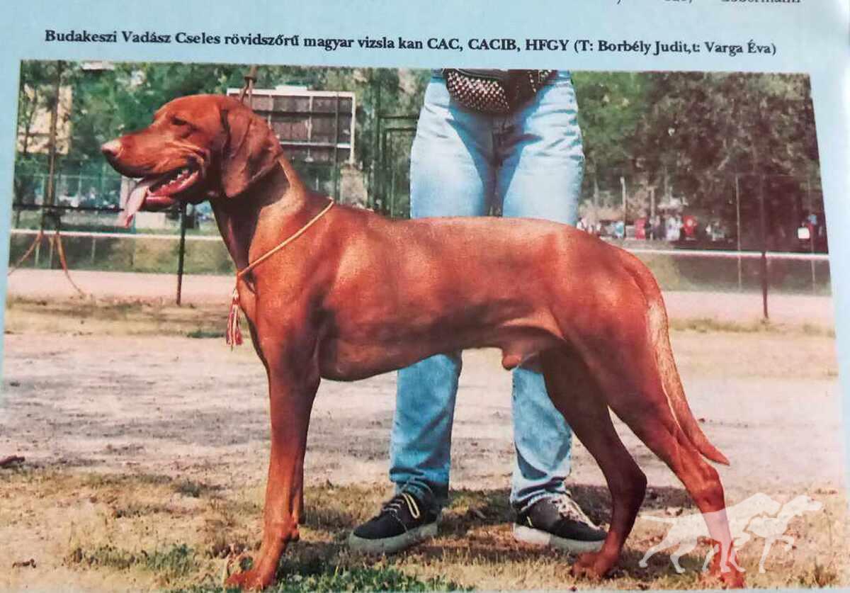 Budakeszi-Vadász Cseles