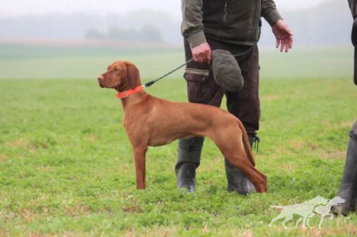 Emma Bohemia Setter