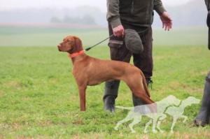 Emma Bohemia Setter