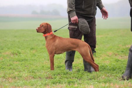 Emma Bohemia Setter