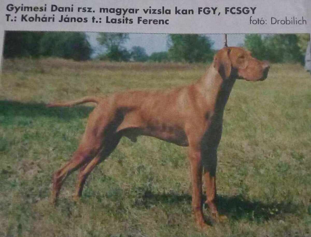 Gyimesi Dani (MET MV 4267/96)