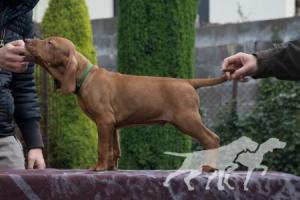 Catch Tim If You Can Coco Lotte