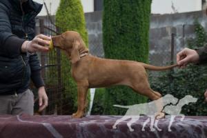 Cailey Princess Coco Lotte
