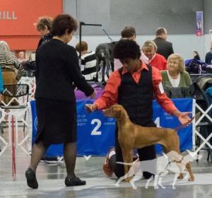Dunantul-N-Tierah's Marley and Me