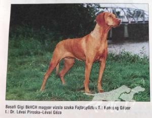 Basafi Gigi