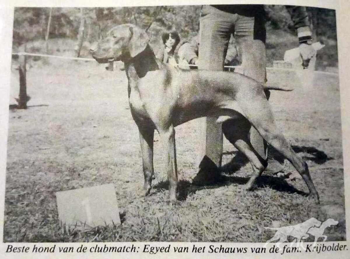 Egyed van het Schauws