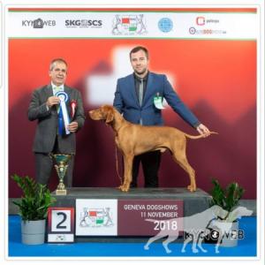 Cairo z Pelestrovských lesu