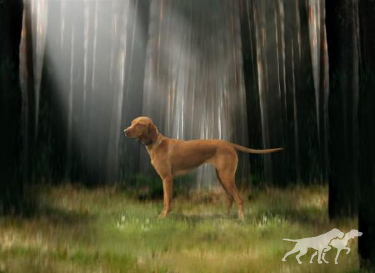 Miya Cinnamon Vizsla Dream