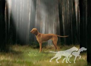 Miya Cinnamon Vizsla Dream