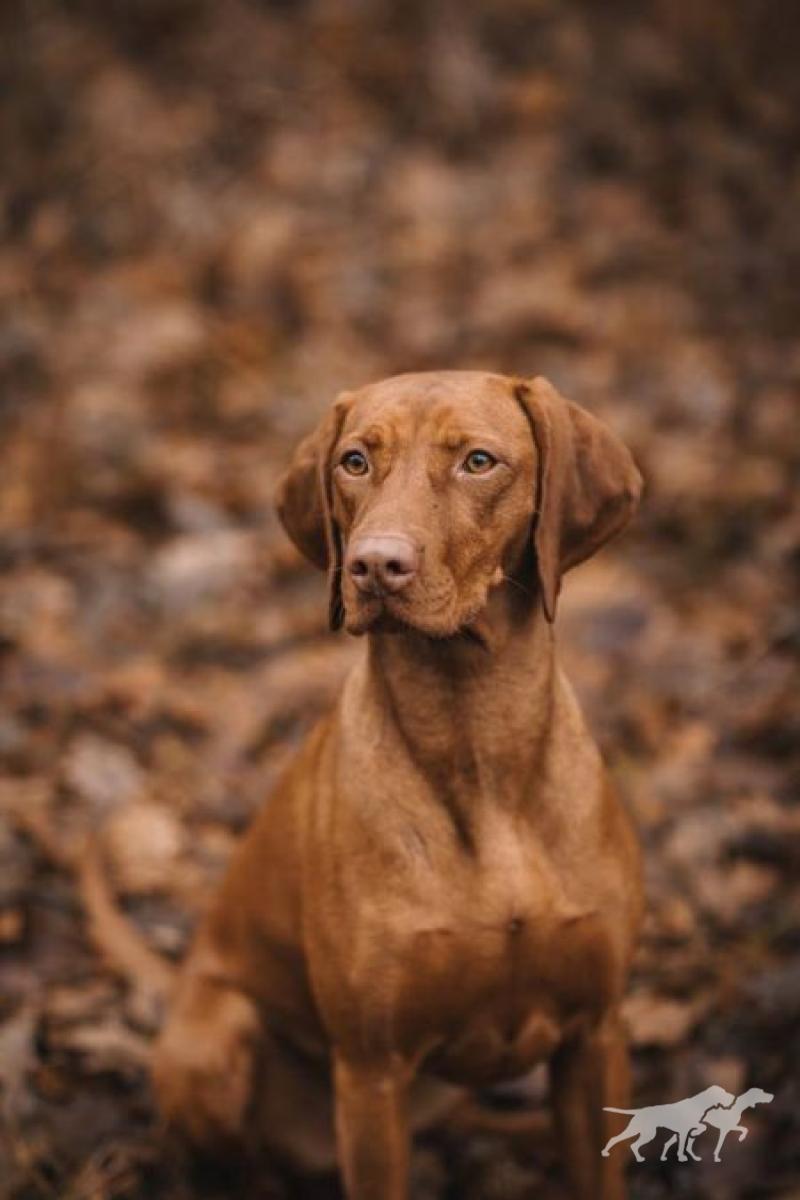 Merida Cinnamon Vizsla Dream