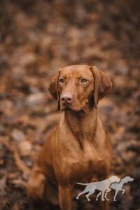 Merida Cinnamon Vizsla Dream