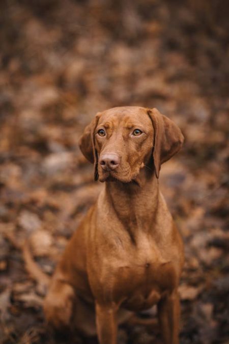 Merida Cinnamon Vizsla Dream