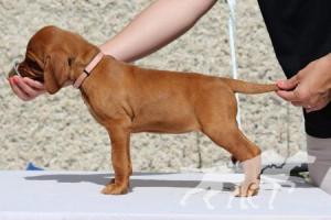 Dailey Princess Coco Lotte