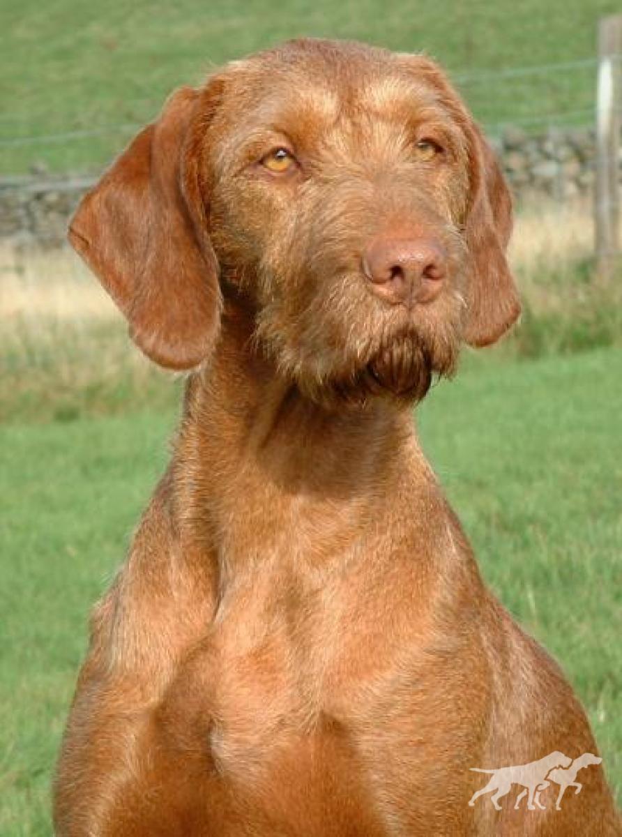 Leiborschy Lana Of Lanokk