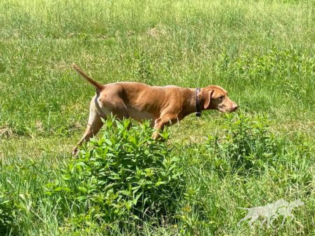 Forest King Stealth Bomber Covert Mission