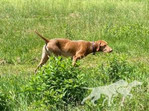 Forest King Stealth Bomber Covert Mission