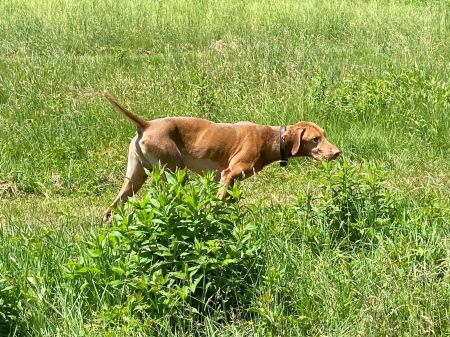 Forest King Stealth Bomber Covert Mission
