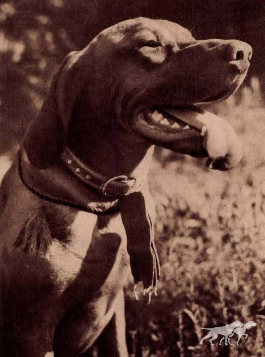 Fickó Lump