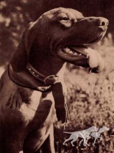 Fickó Lump