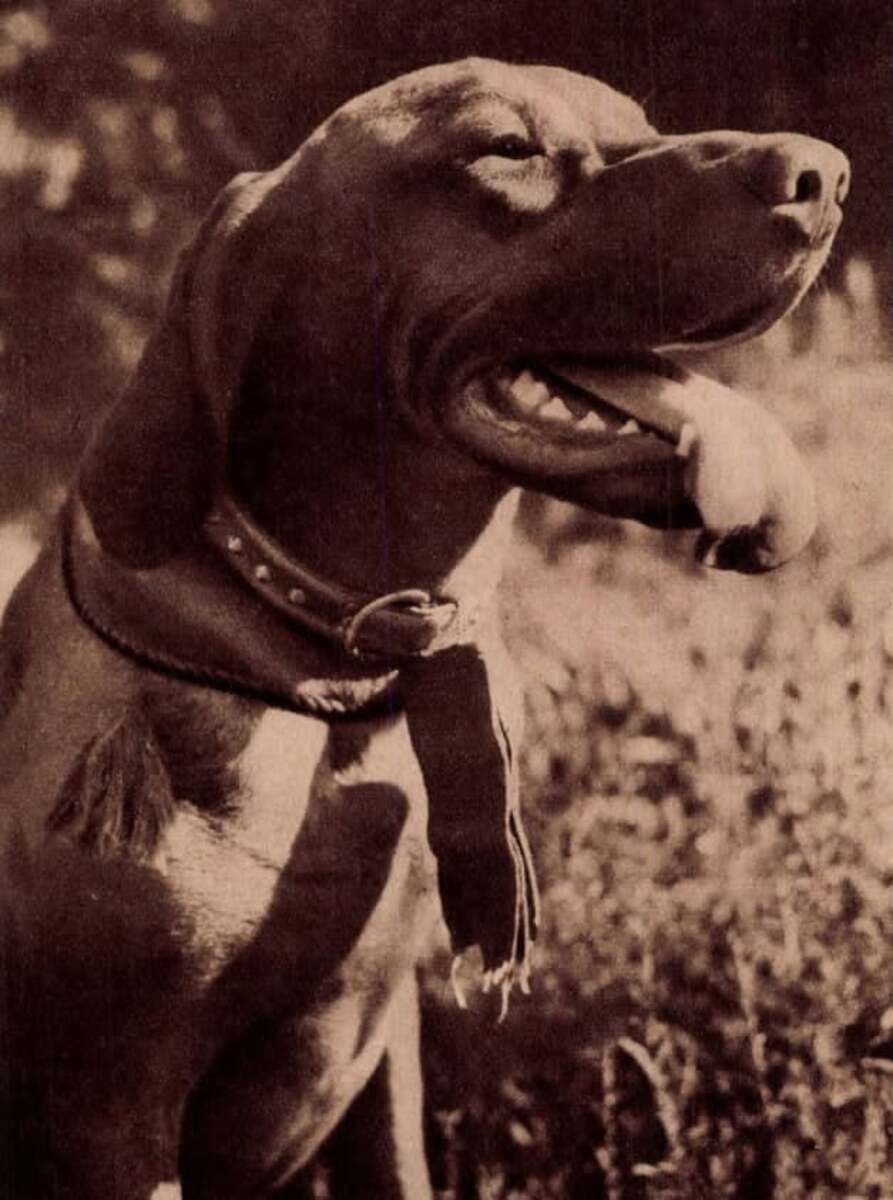 Fickó Lump