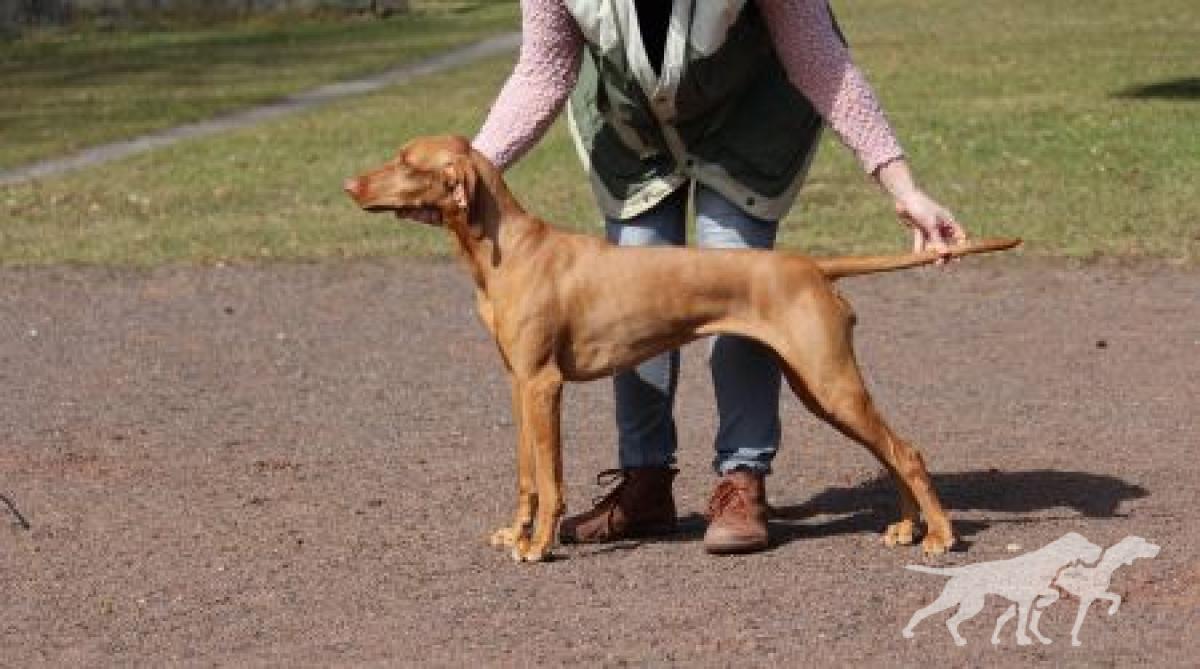 Dobby is free Coco Lotte