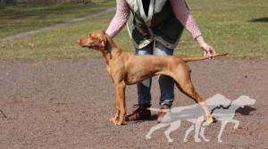 Dobby is free Coco Lotte