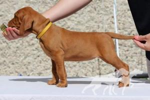 Dobby is free Coco Lotte