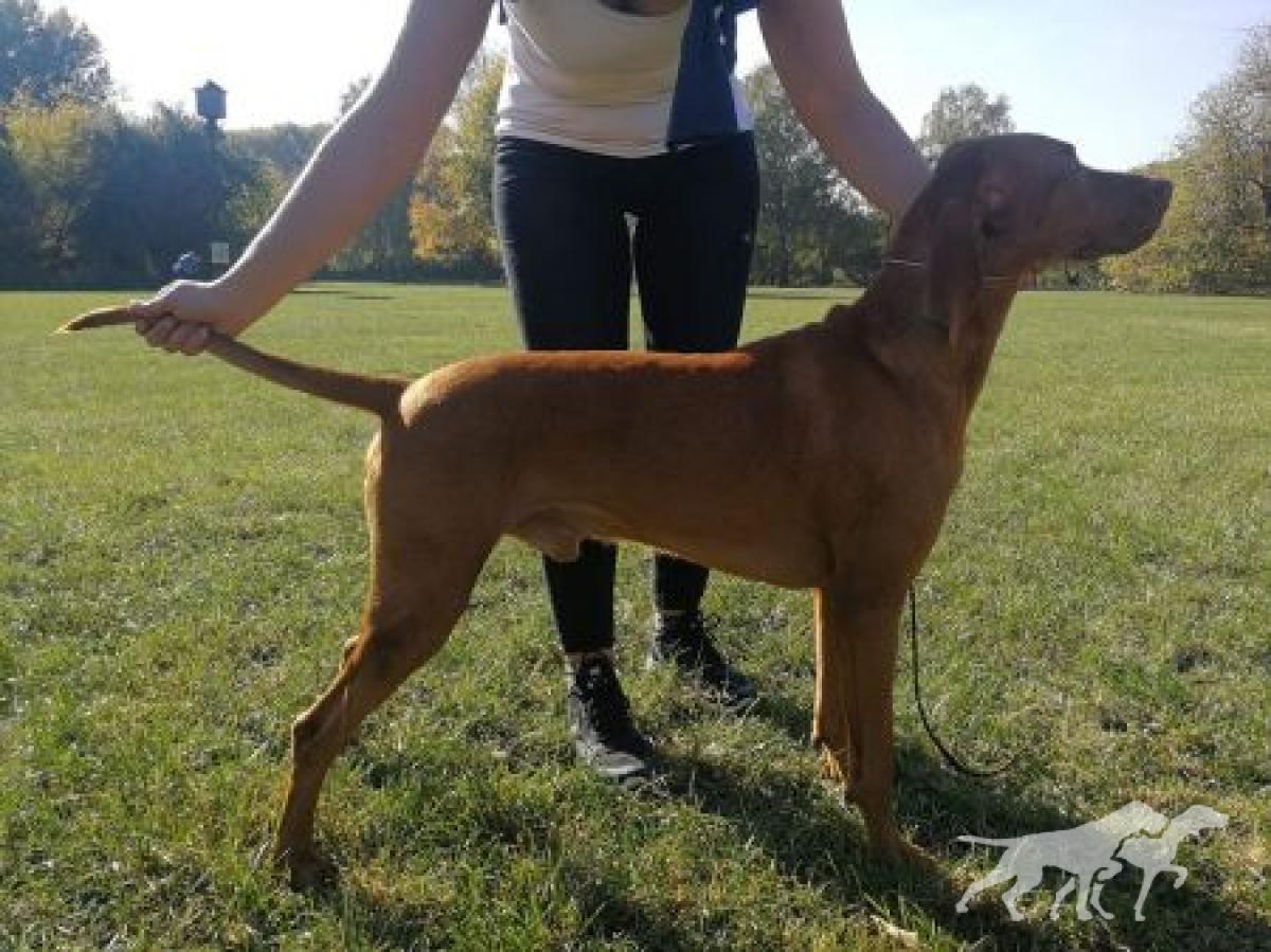 Istwan Cinnamon Vizsla Dream