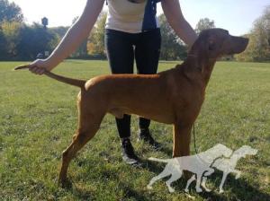 Istwan Cinnamon Vizsla Dream
