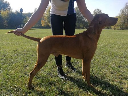 Istwan Cinnamon Vizsla Dream