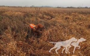 Istwan Cinnamon Vizsla Dream