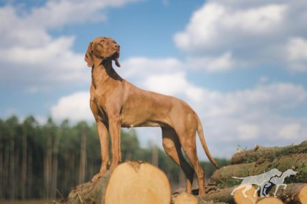Ivy Cinnamon Vizsla Dream