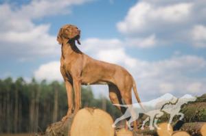 Ivy Cinnamon Vizsla Dream