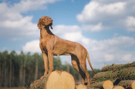 Ivy Cinnamon Vizsla Dream