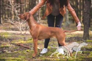 Ivy Cinnamon Vizsla Dream