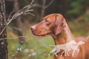 Ivy Cinnamon Vizsla Dream
