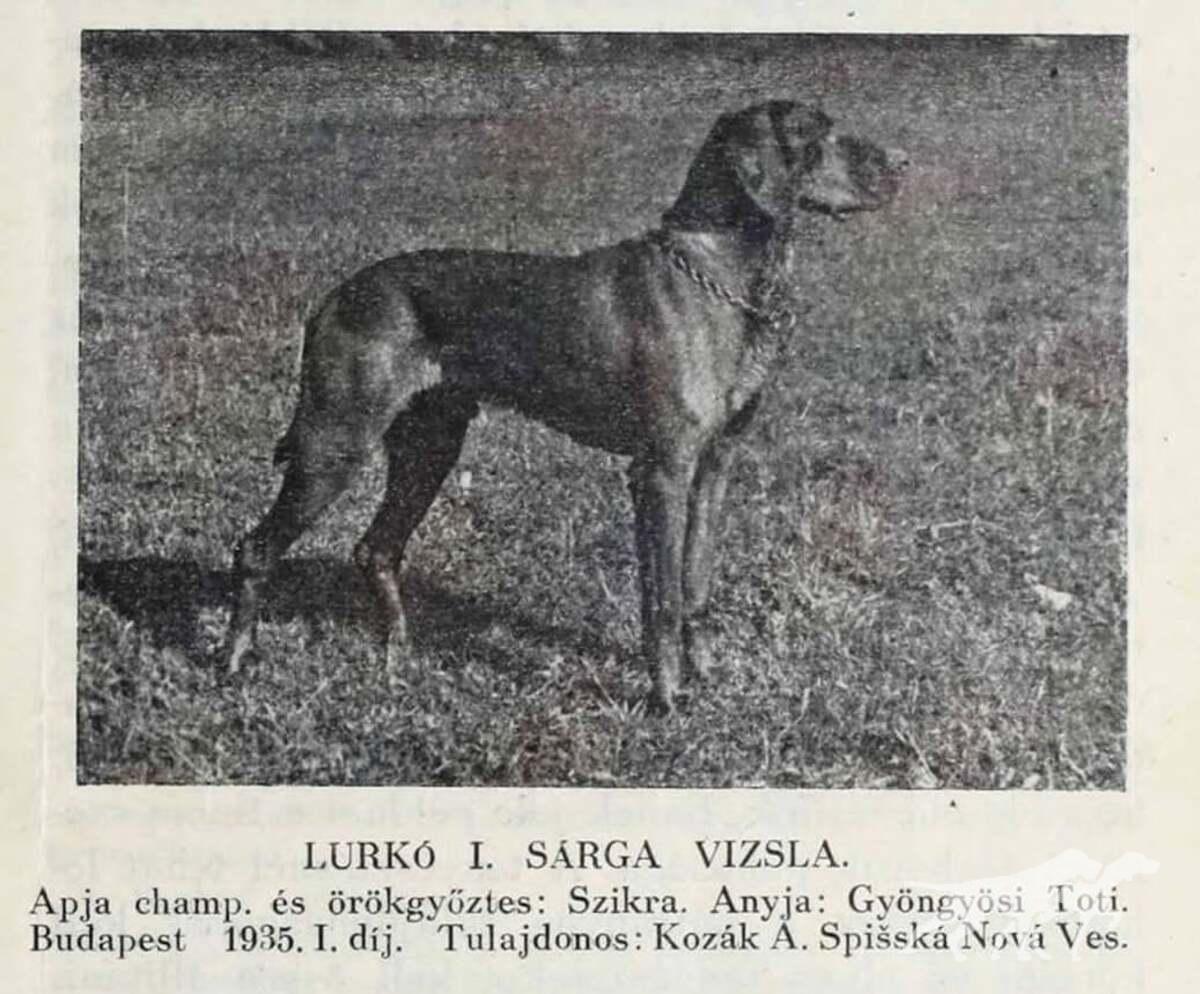 Lurko