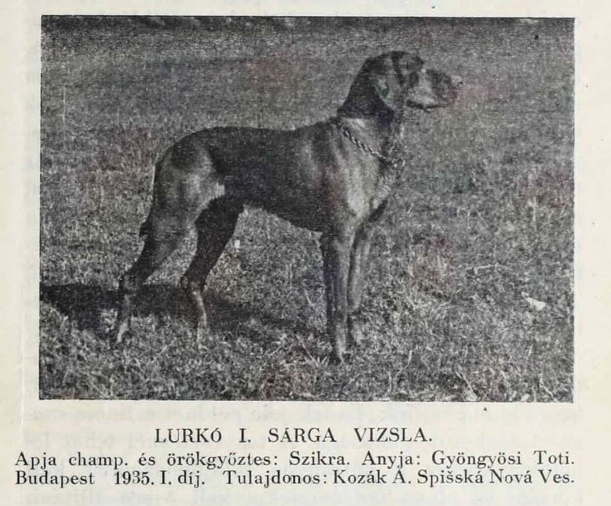 Lurko