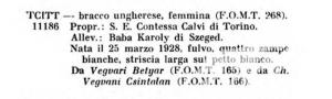 Vegvari Csitt I