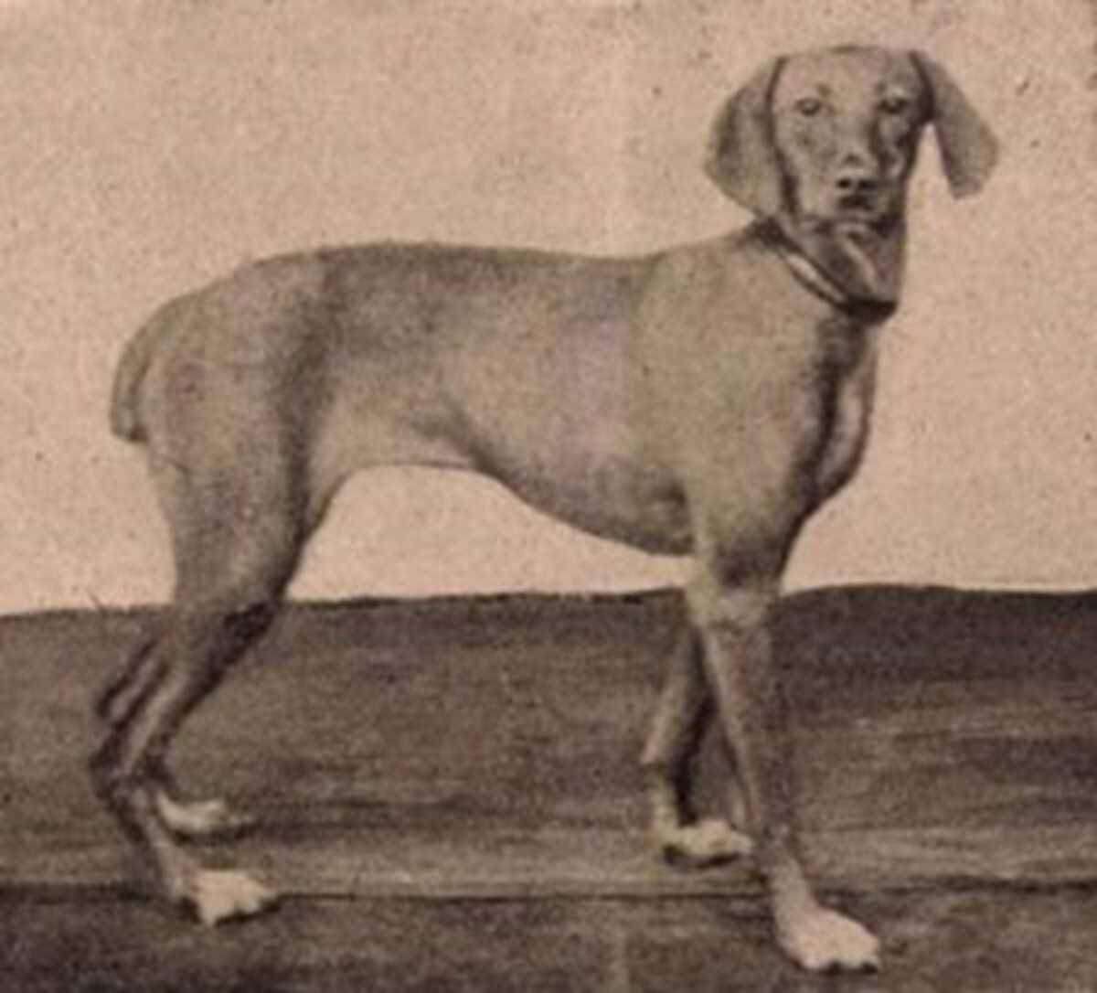 Lidi (OVC 5)