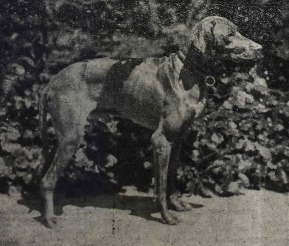 Vegvari Betyar IV