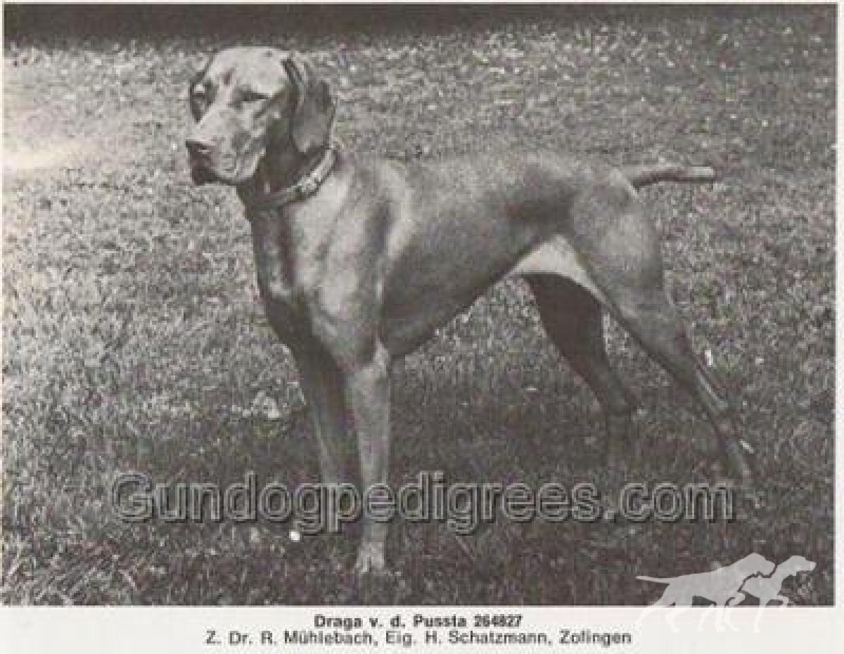 Draga von der Pussta