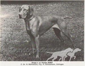 Draga von der Pussta