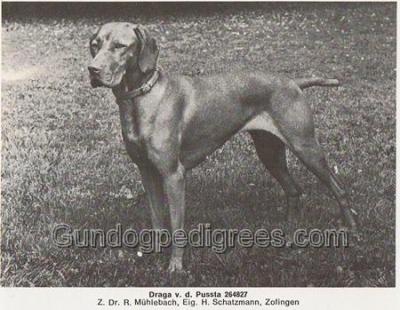 Draga von der Pussta